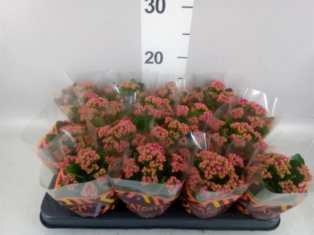 Горшечные цветы и растения оптом Kalanchoe Blos. garbo Lilac от 16шт (для телеги) из Голландии с доставкой по России