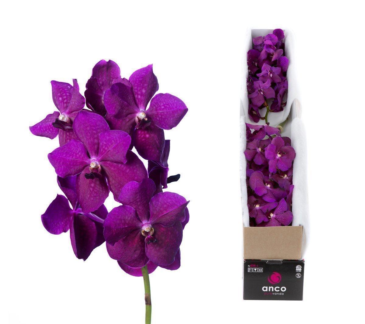 Срезанные цветы оптом Vanda nitaya raspberry cerise от 5шт из Голландии с доставкой по России