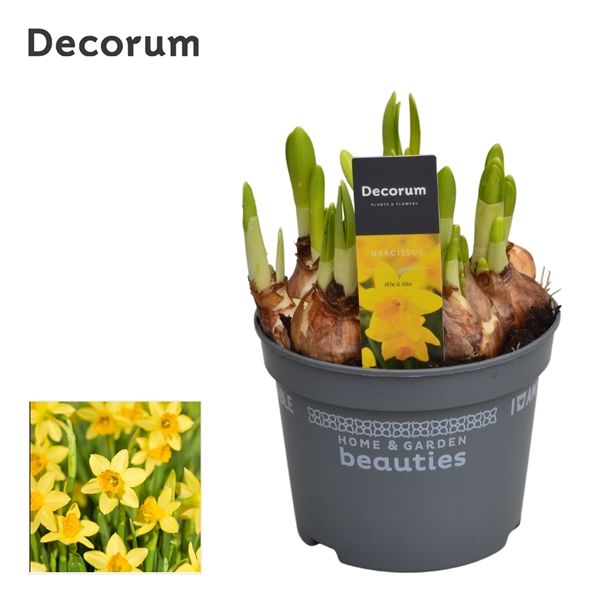 Горшечные цветы и растения оптом Narcissus Tete A Tete (decorum) от 10шт из Голландии с доставкой по России