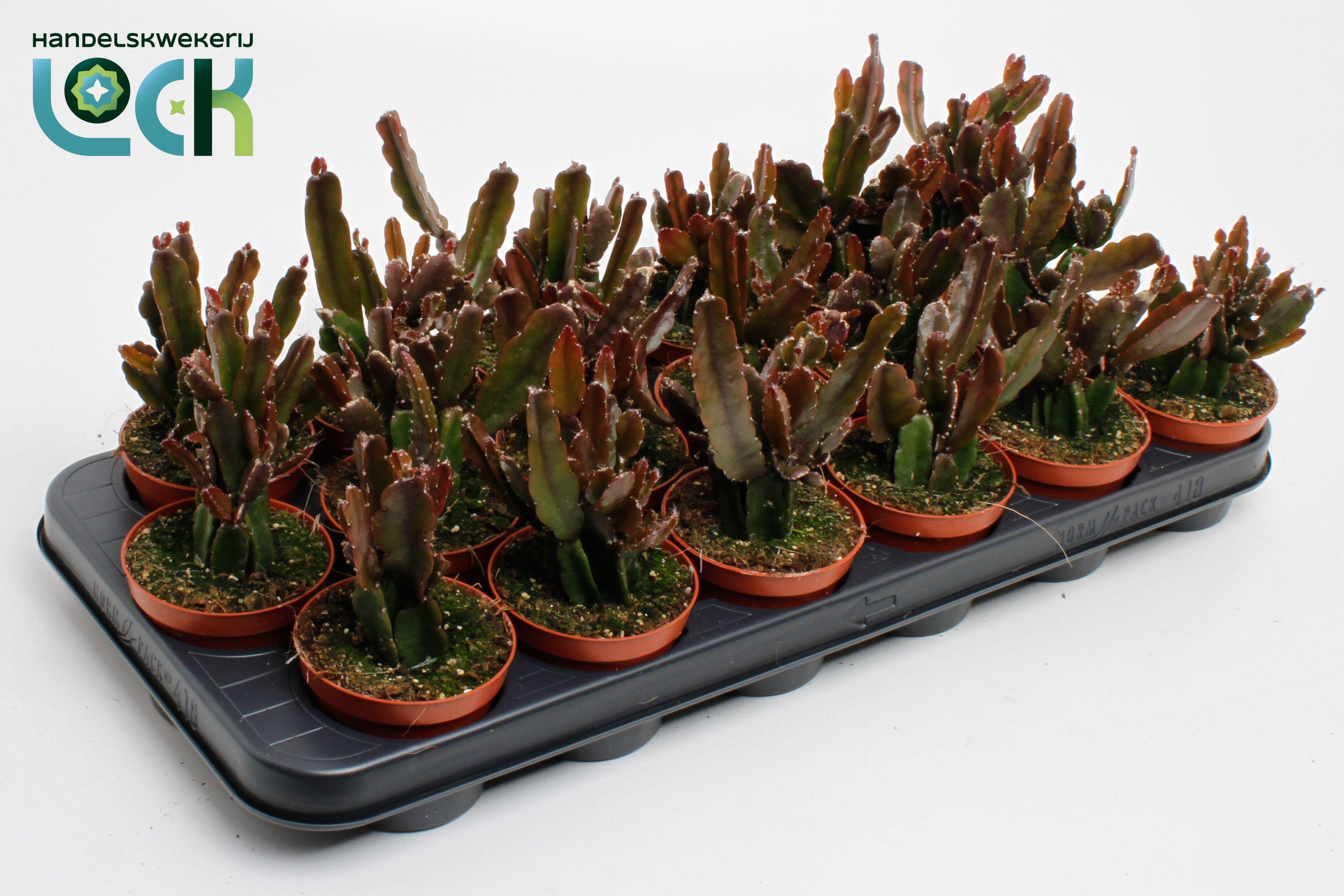 Горшечные цветы и растения оптом Rhipsalis Agudoensis от 18шт (для телеги) из Голландии с доставкой по России