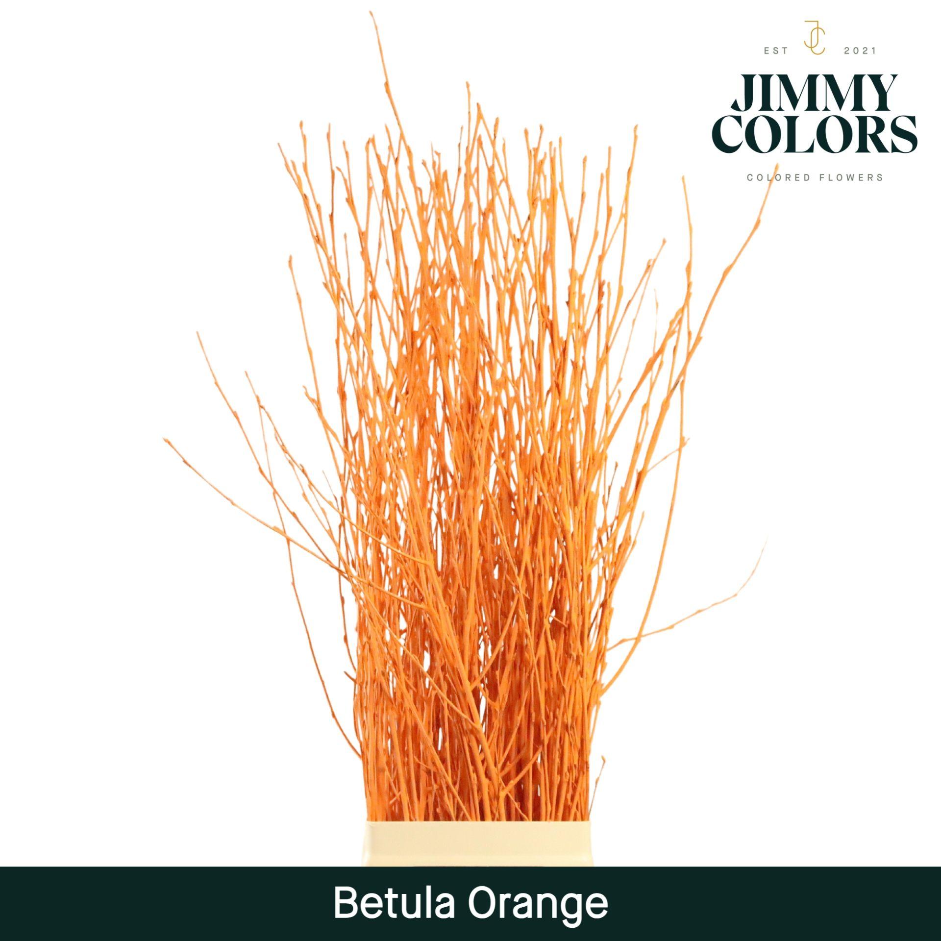 Срезанные цветы оптом Betula paint orange от 10шт из Голландии с доставкой по России