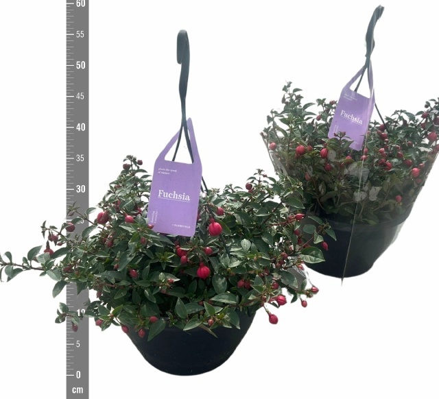 Горшечные цветы и растения оптом Fuchsia B F Maria от 1шт из Голландии с доставкой по России