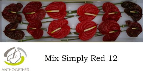 Срезанные цветы оптом Anthurium mix red от 16шт. из Голландии с доставкой по России