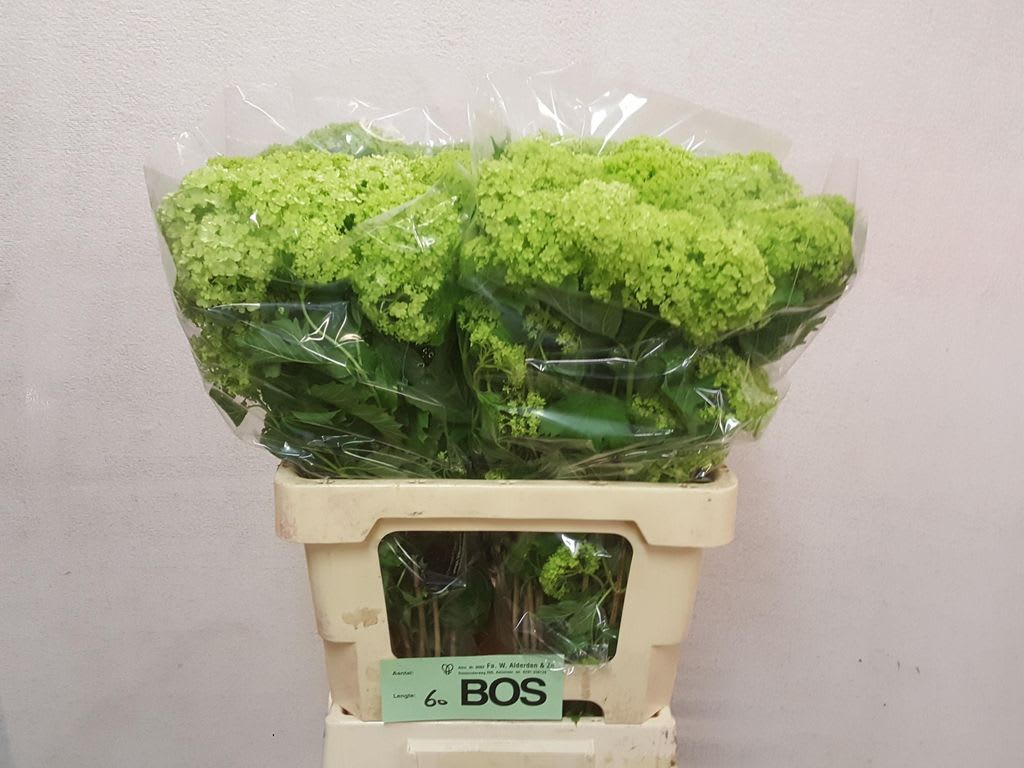 Срезанные цветы оптом Viburnum roseum per bunch от 4шт из Голландии с доставкой по России