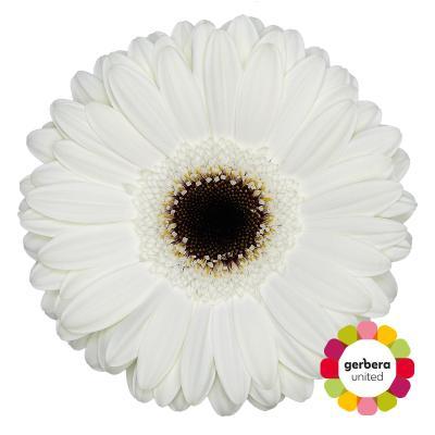 Срезанные цветы оптом Gerbera diamond white house от 15шт из Голландии с доставкой по России