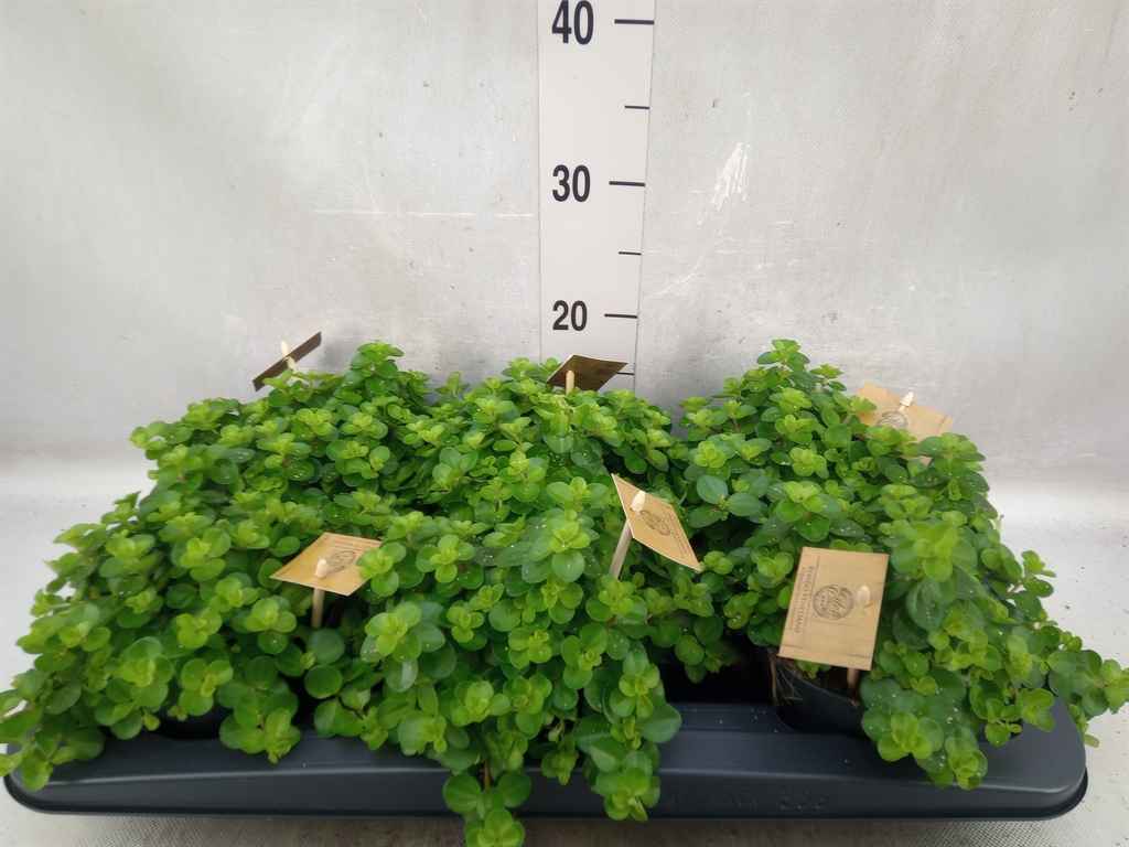 Горшечные цветы и растения оптом Peperomia Rotundifolia от 6шт из Голландии с доставкой по России