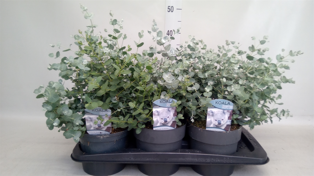 Горшечные цветы и растения оптом Eucalyptus Gunnii от 6шт из Голландии с доставкой по России