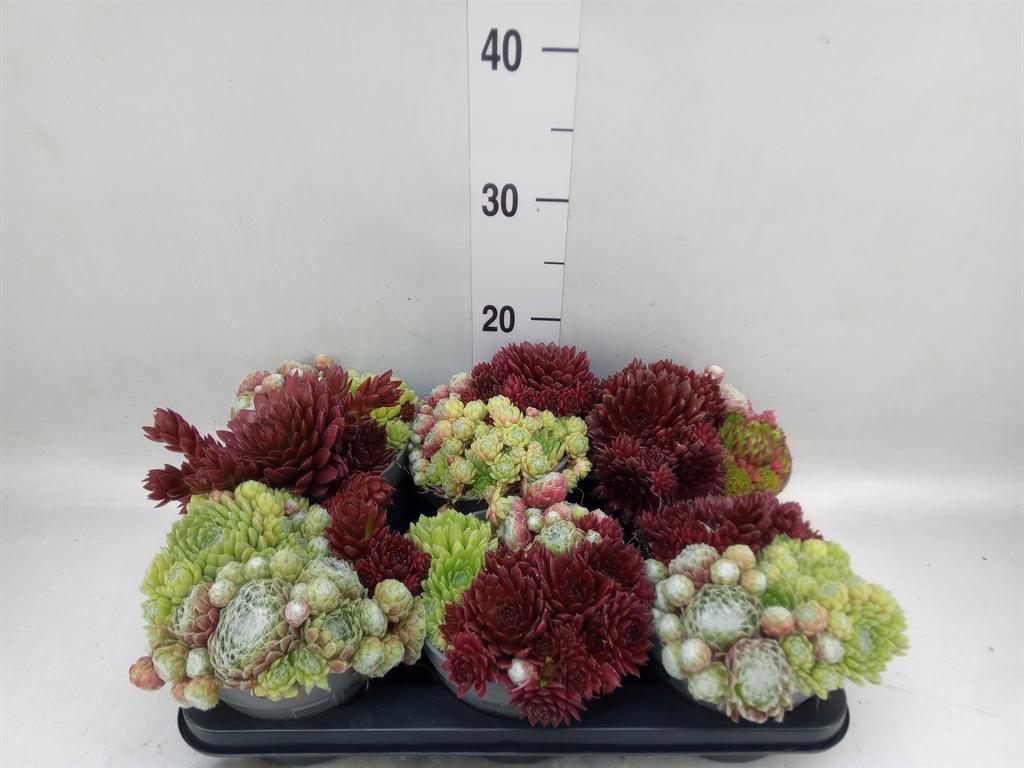 Горшечные цветы и растения оптом Sempervivum   ... от 6шт из Голландии с доставкой по России