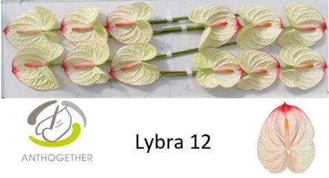 Срезанные цветы оптом Anthurium lybra от 10шт. из Голландии с доставкой по России