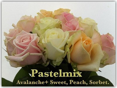 Срезанные цветы оптом Rosa la avalanche+ pastel (mixbunch) от 60шт из Голландии с доставкой по России