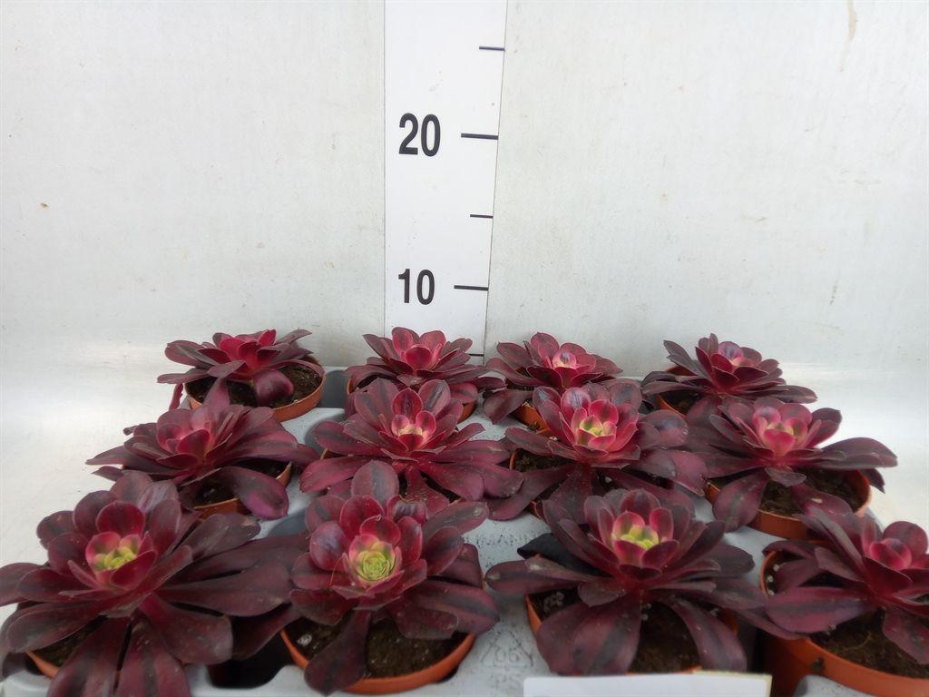 Горшечные цветы и растения оптом Aeonium   ... от 12шт (для телеги) из Голландии с доставкой по России