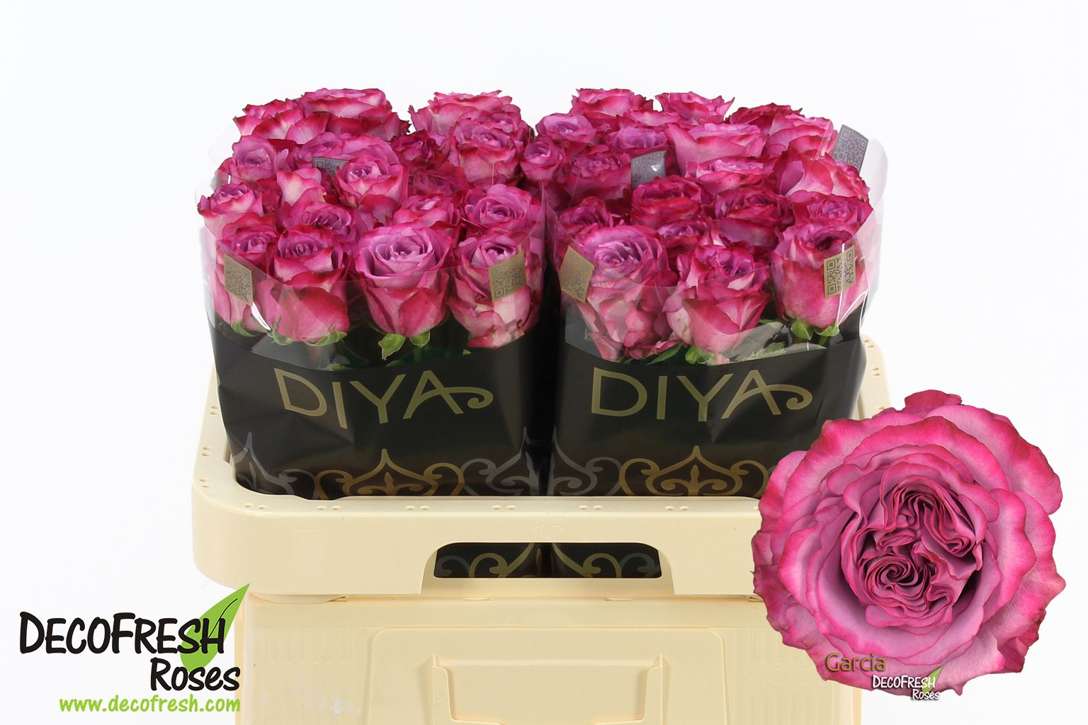 Срезанные цветы оптом Rosa large garcia+ от 40шт из Голландии с доставкой по России