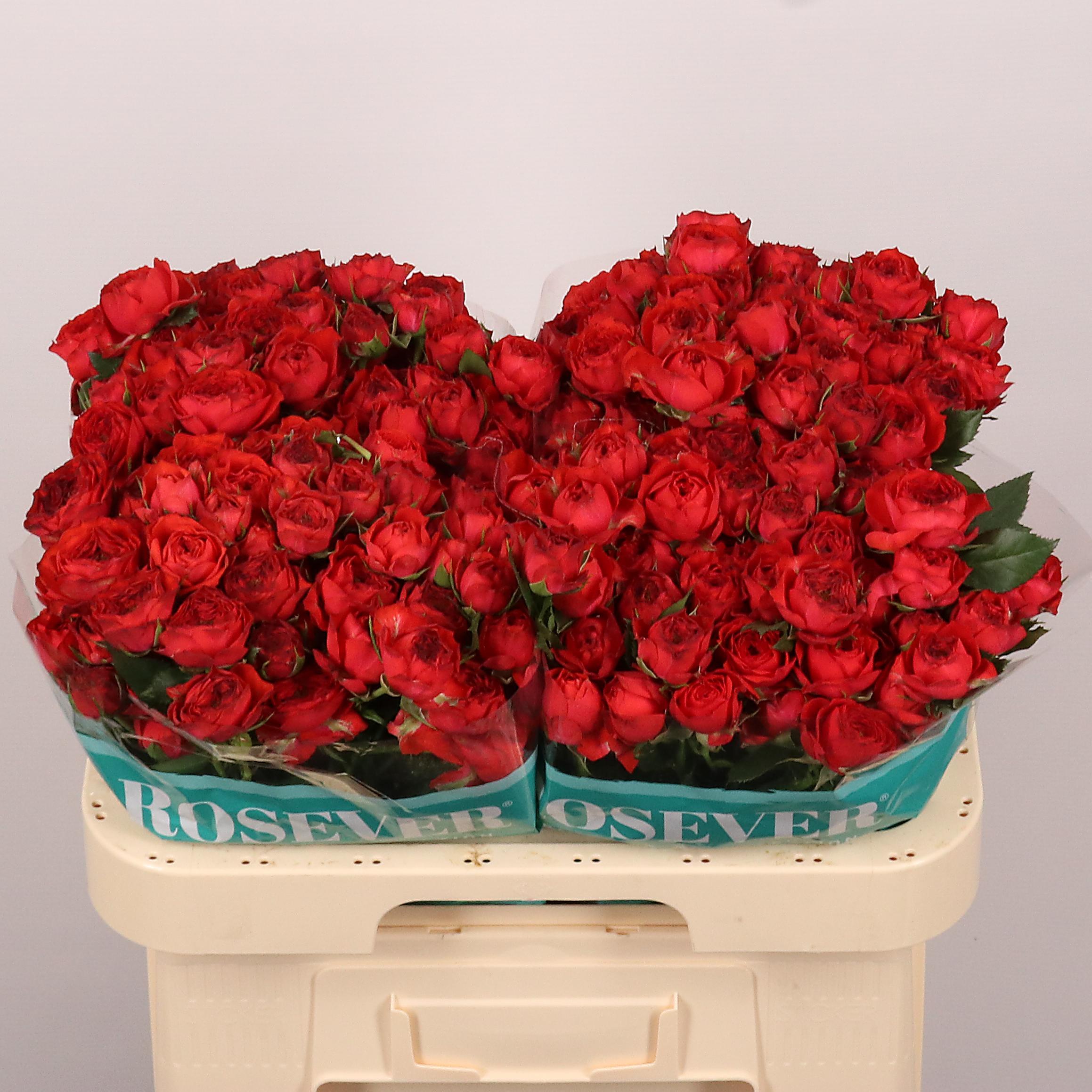 Срезанные цветы оптом Rosa spray tuscany rosever от 30шт из Голландии с доставкой по России