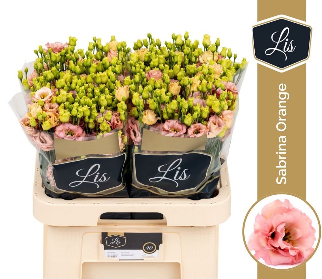 Срезанные цветы оптом Lisianthus do sabrina orange от 40шт. из Голландии с доставкой по России