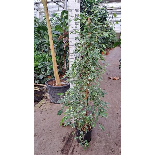 Горшечные цветы и растения оптом Ficus Be Golden King Piramid от 1шт из Голландии с доставкой по России