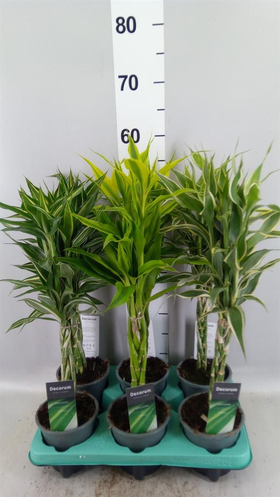 Горшечные цветы и растения оптом Dracaena Sand. ...mix 3 от 6шт из Голландии с доставкой по России