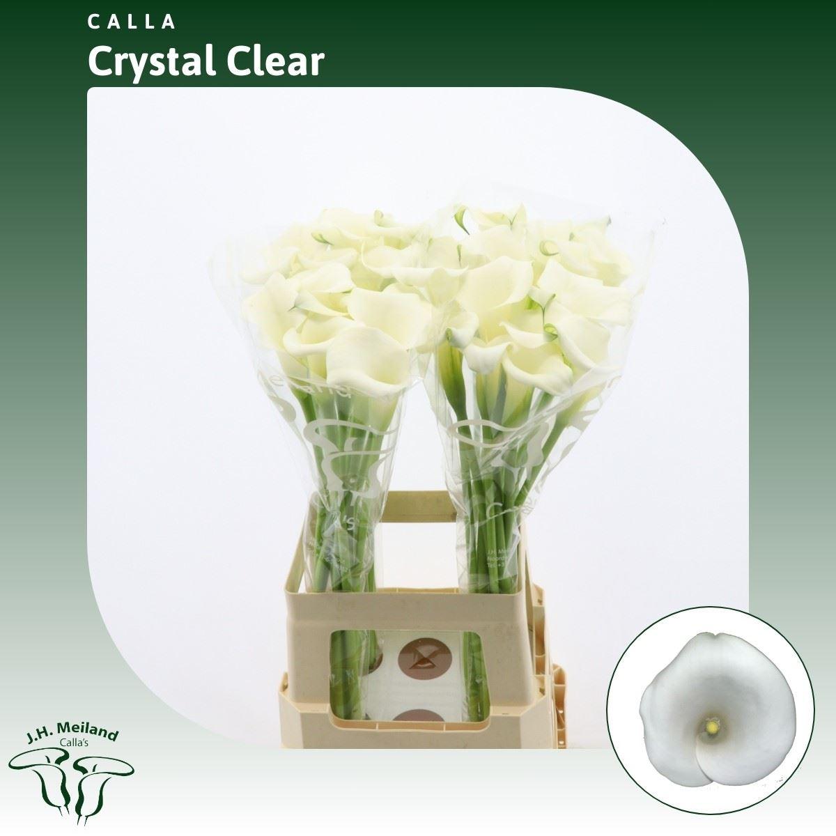 Срезанные цветы оптом Zantedeschia crystal clear от 40шт из Голландии с доставкой по России