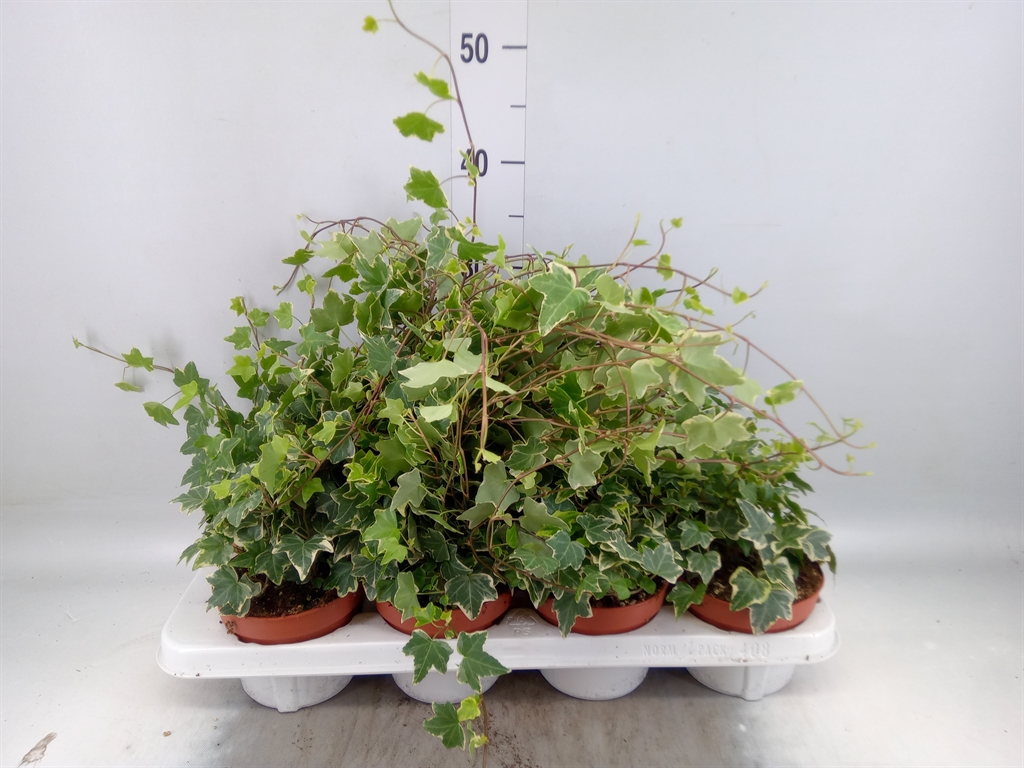 Горшечные цветы и растения оптом Hedera   ...variegated от 8шт из Голландии с доставкой по России