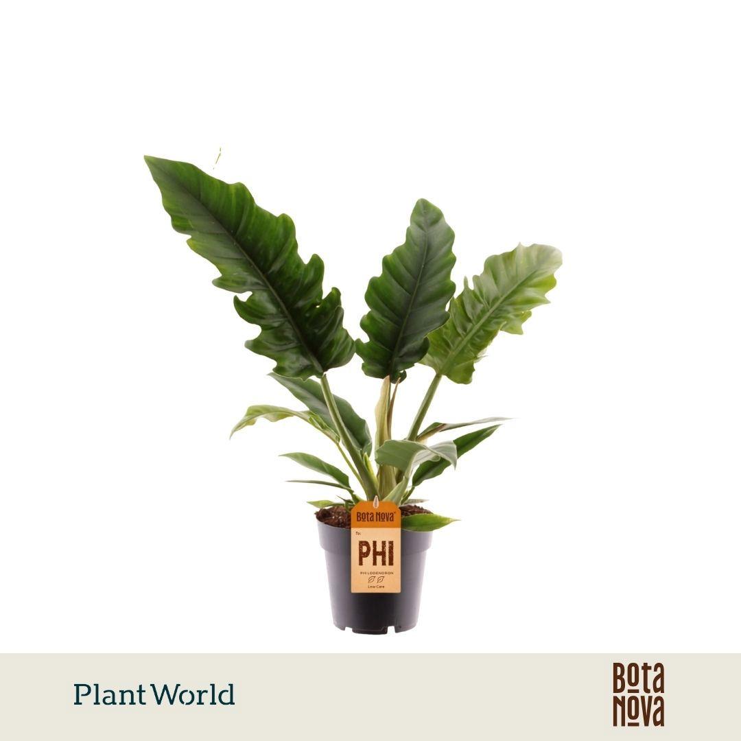 Горшечные цветы и растения оптом Philodendron Narrow Escape от 7шт из Голландии с доставкой по России