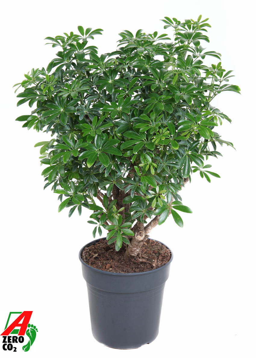 Горшечные цветы и растения оптом Schefflera Luseana от 1шт из Голландии с доставкой по России