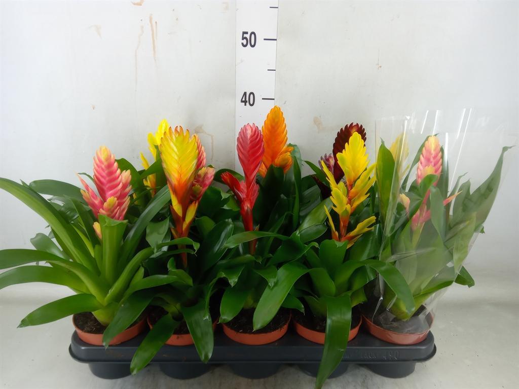 Горшечные цветы и растения оптом Vriesea   ...mix 6 от 10шт из Голландии с доставкой по России