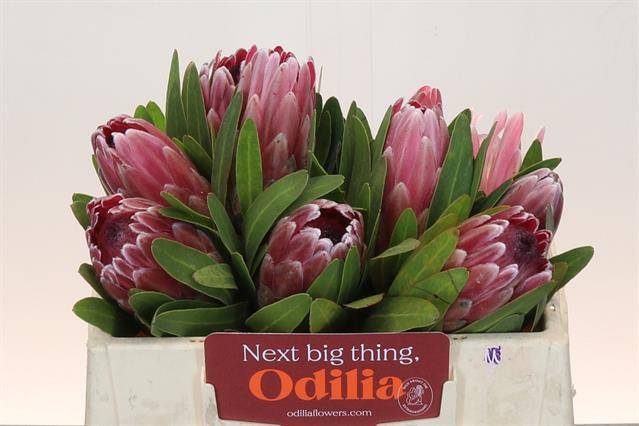 Срезанные цветы оптом Protea pink ice от 10шт из Голландии с доставкой по России