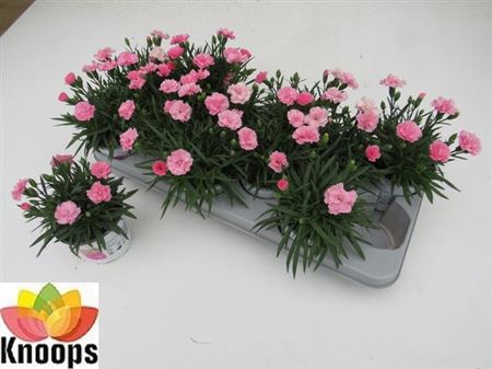 Горшечные цветы и растения оптом Dianthus I Love U от 12шт из Голландии с доставкой по России