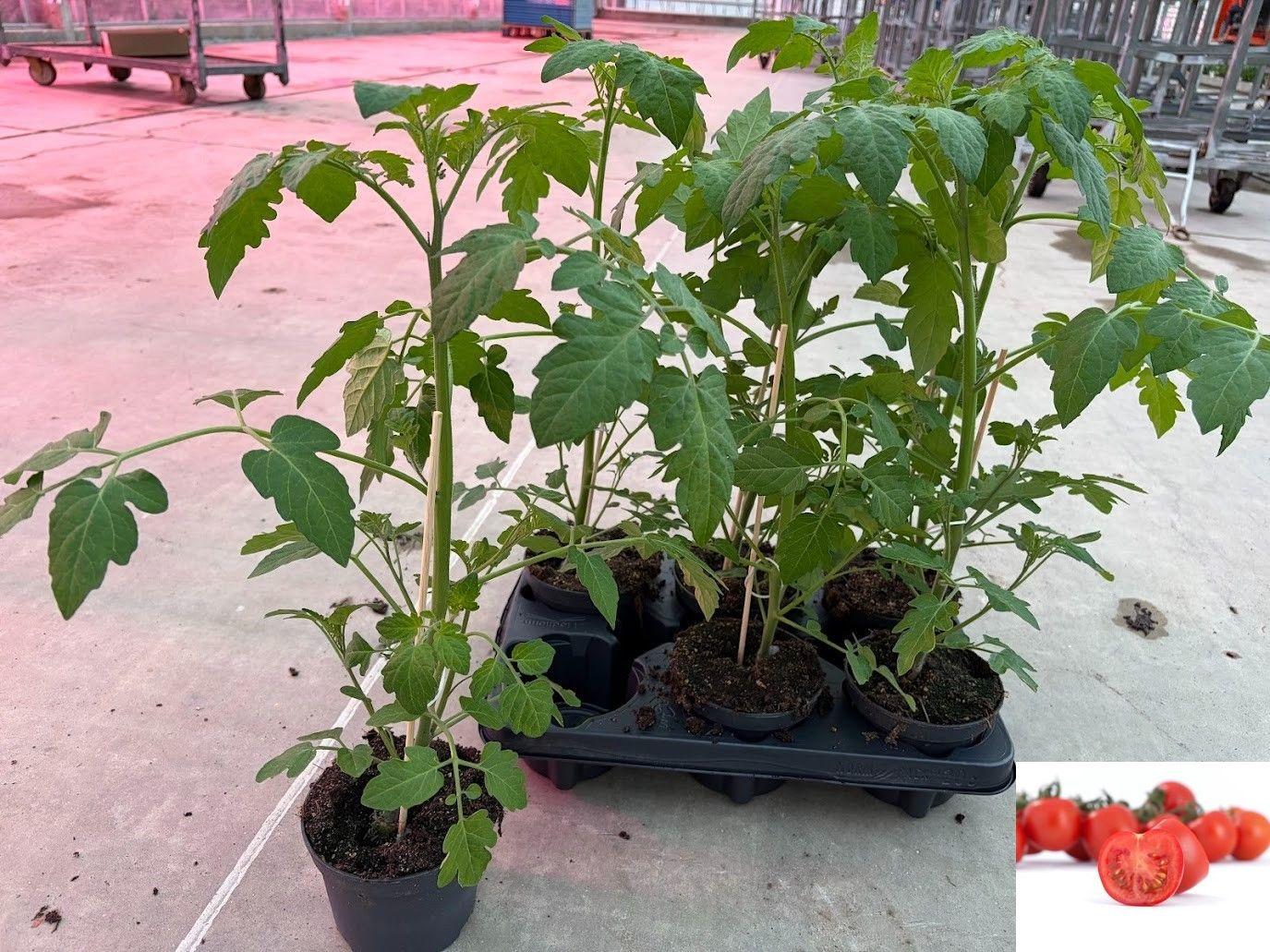 Горшечные цветы и растения оптом Tomatenplanten от 6шт из Голландии с доставкой по России