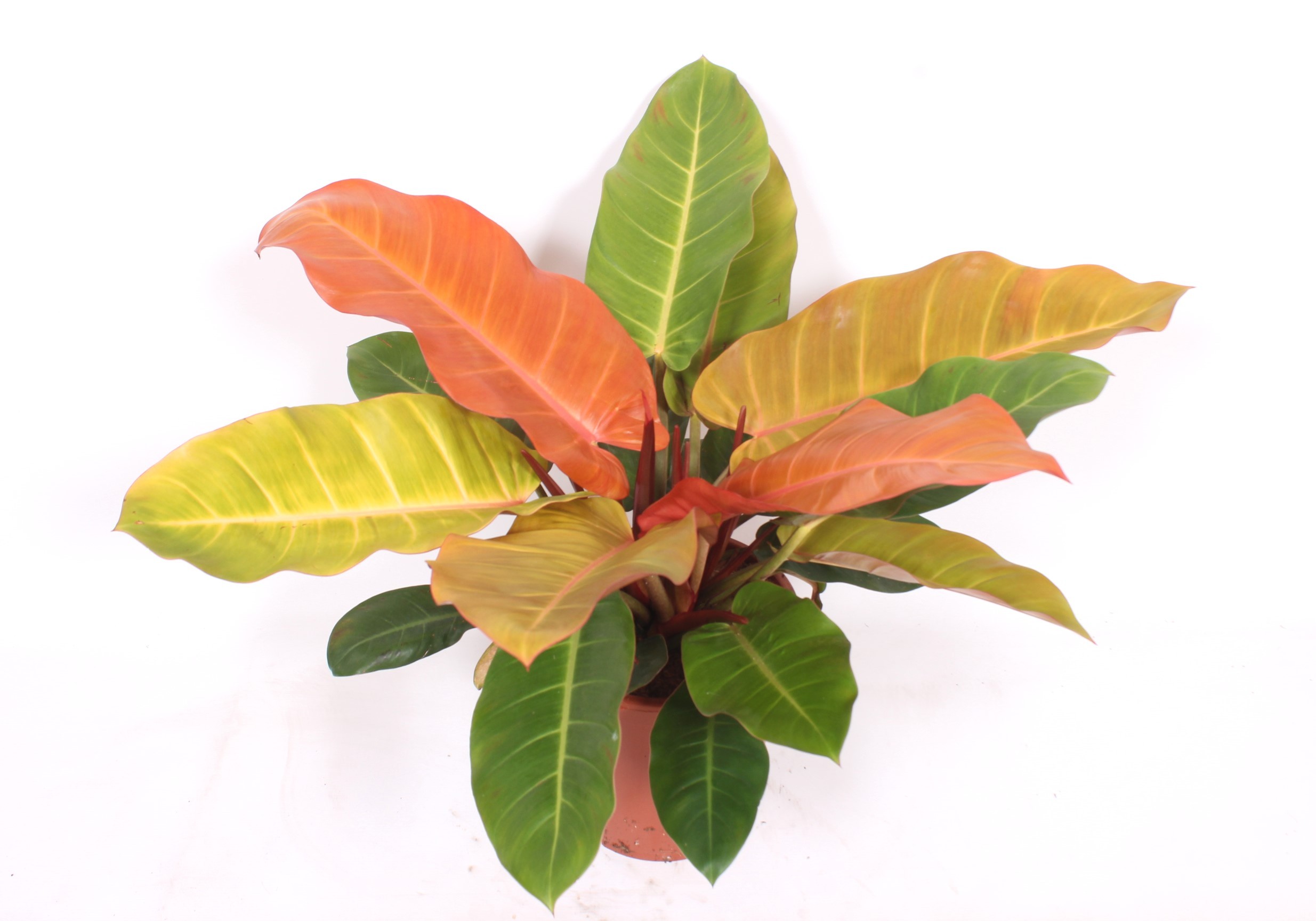 Горшечные цветы и растения оптом Philodendron Prince Orange от 1шт из Голландии с доставкой по России