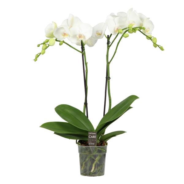 Горшечные цветы и растения оптом Phal 2st Funda White 18+ (opti) от 10шт из Голландии с доставкой по России
