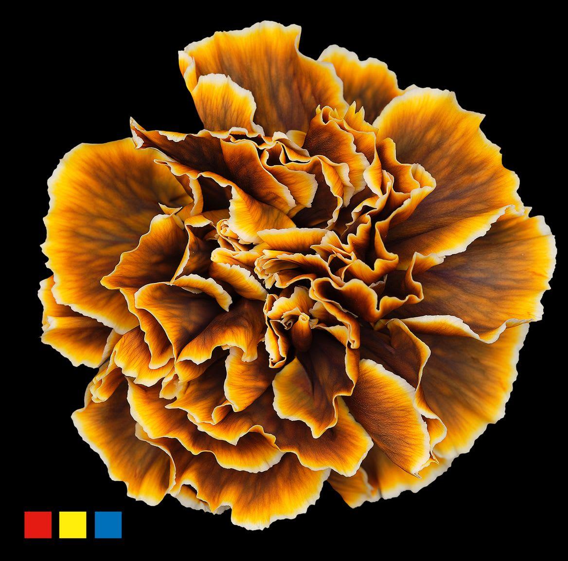 Срезанные цветы оптом Dianthus st paint gothic yellow от 80шт из Голландии с доставкой по России