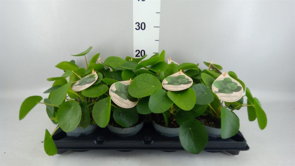 Горшечные цветы и растения оптом Pilea Peperomioides от 8шт из Голландии с доставкой по России