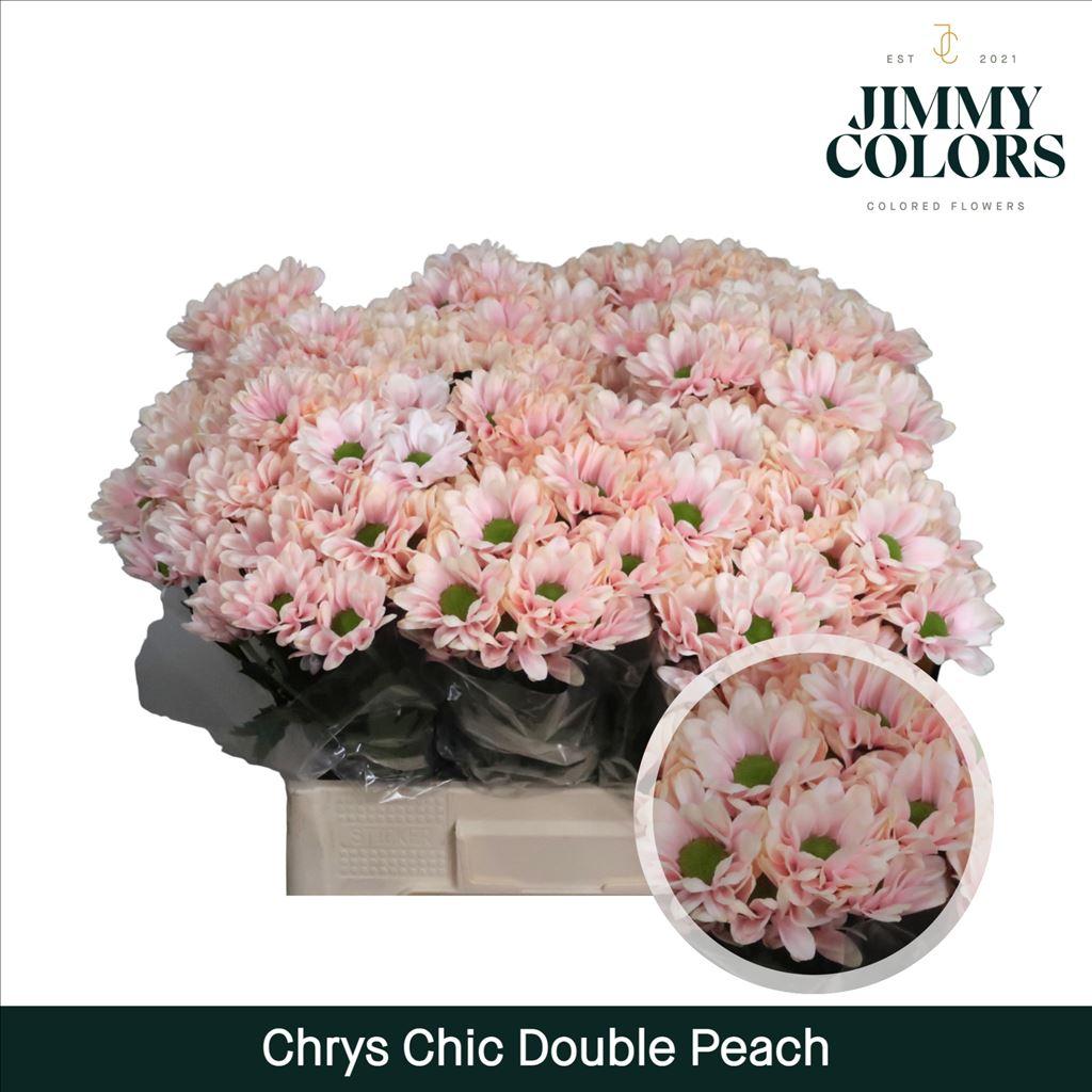 Срезанные цветы оптом Chrys sp paint chic double peach от 40шт из Голландии с доставкой по России