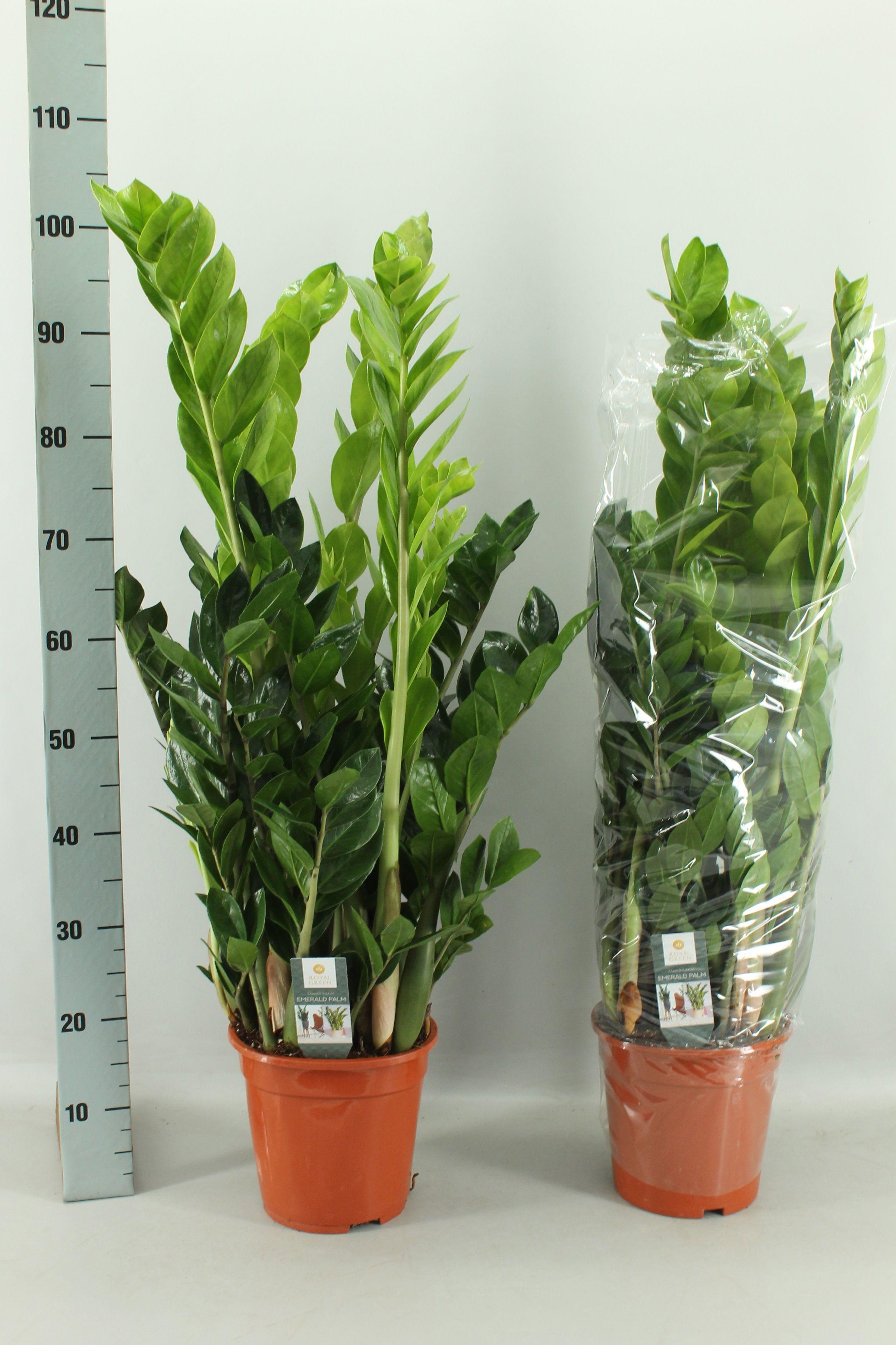 Горшечные цветы и растения оптом Zamio Zamiifolia от 1шт из Голландии с доставкой по России