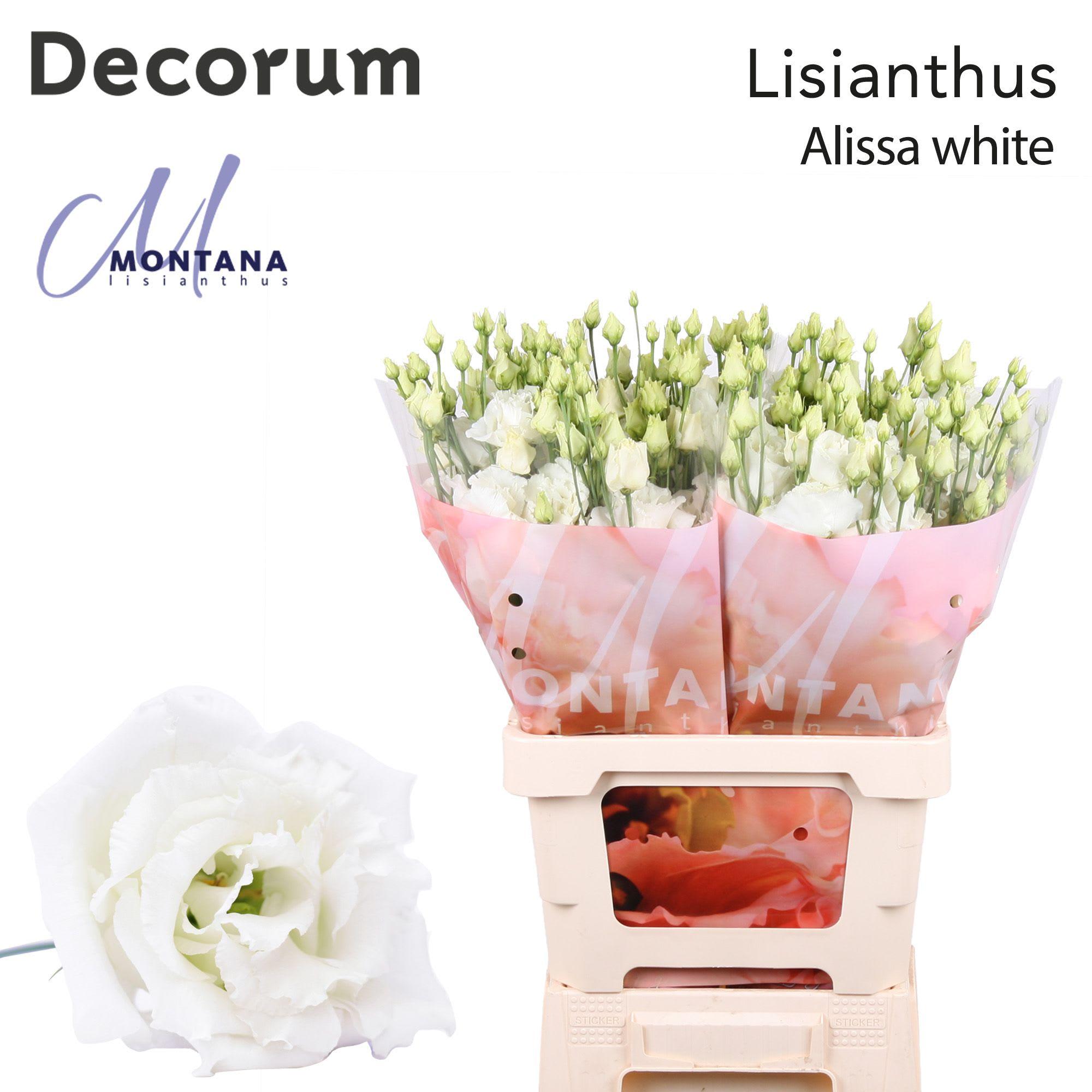 Срезанные цветы оптом Lisianthus do alissa white от 20шт. из Голландии с доставкой по России