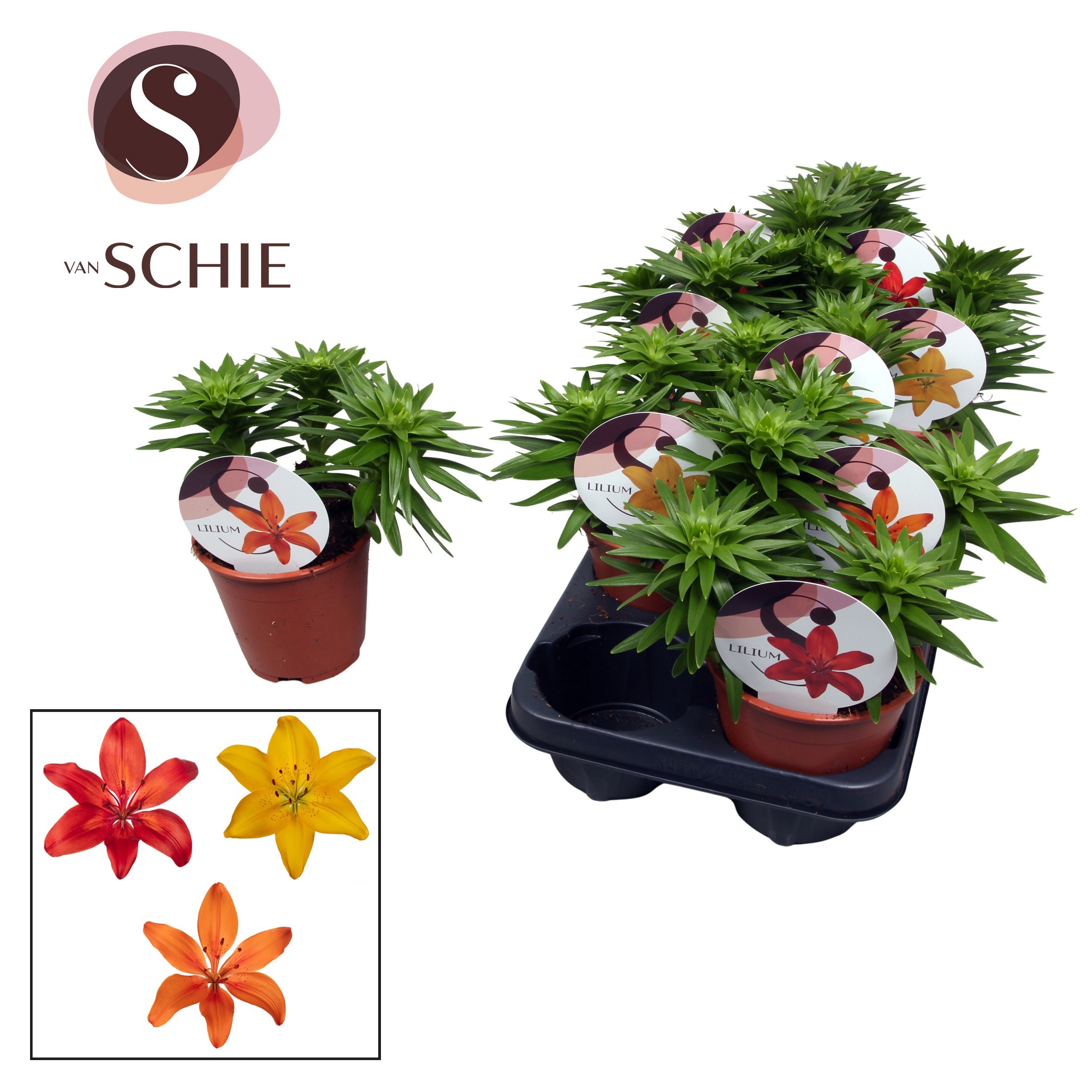 Горшечные цветы и растения оптом Lilium As Mix 3pp (watch Me Grow) от 9шт из Голландии с доставкой по России