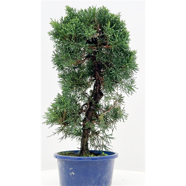 Горшечные цветы и растения оптом Bonsai Juniperus Chinensis, 15 Cm, In Trainingpot от 5шт из Голландии с доставкой по России