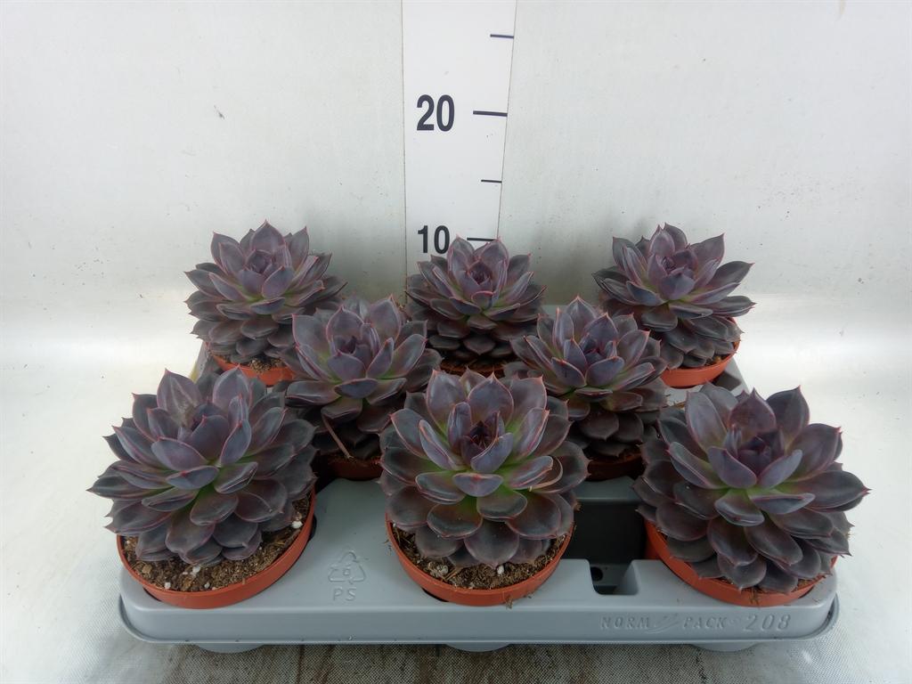 Горшечные цветы и растения оптом Echeveria   ... от 8шт из Голландии с доставкой по России