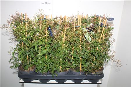 Горшечные цветы и растения оптом Jasm Polyanthum Wit 22+ * Spring Deal * от 10шт из Голландии с доставкой по России