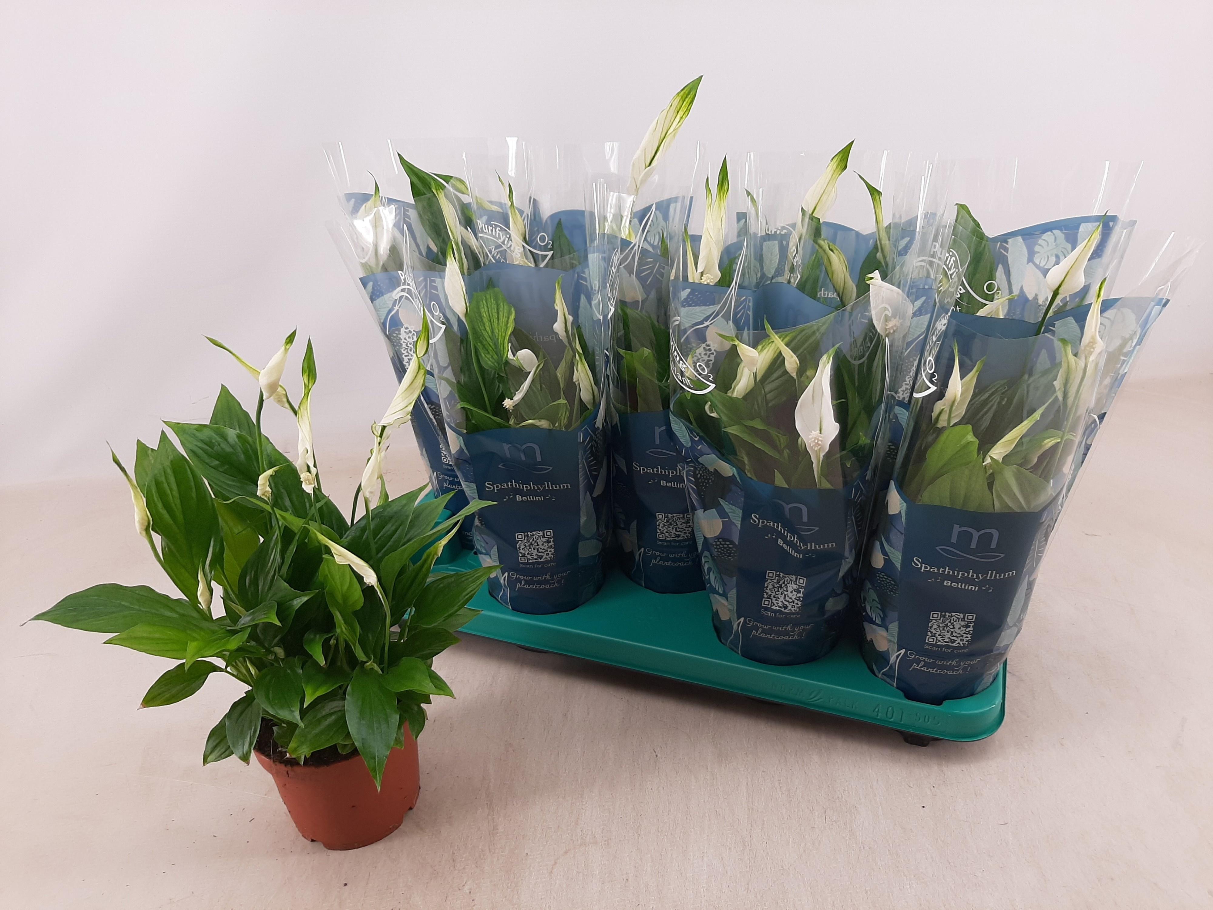 Горшечные цветы и растения оптом Spath Bellini от 9шт из Голландии с доставкой по России