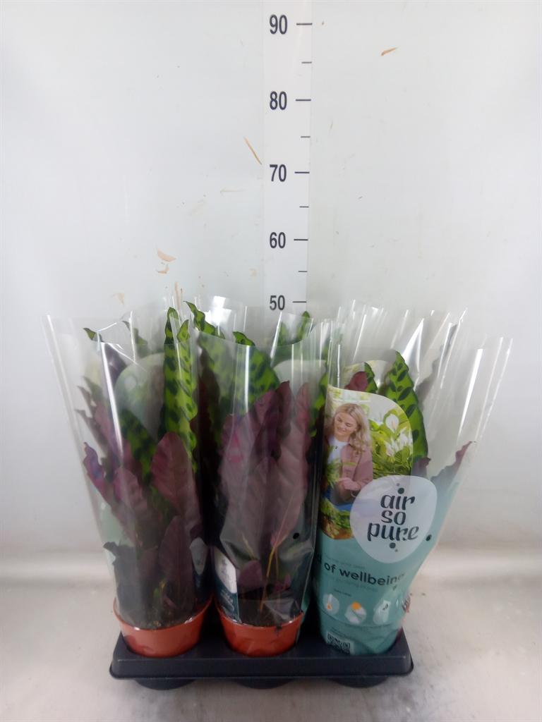 Горшечные цветы и растения оптом Calathea Lancifolia от 6шт из Голландии с доставкой по России