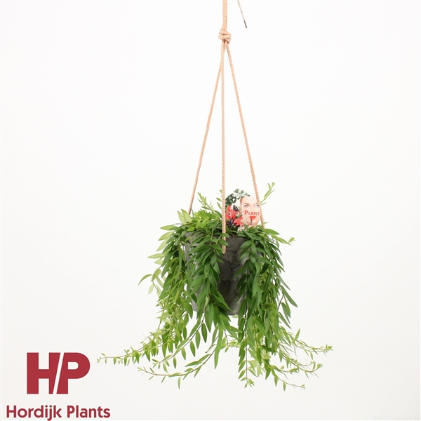 Горшечные цветы и растения оптом Aeschynanthus Japhrolepis In Ceramic Hanging Pot от 6шт из Голландии с доставкой по России