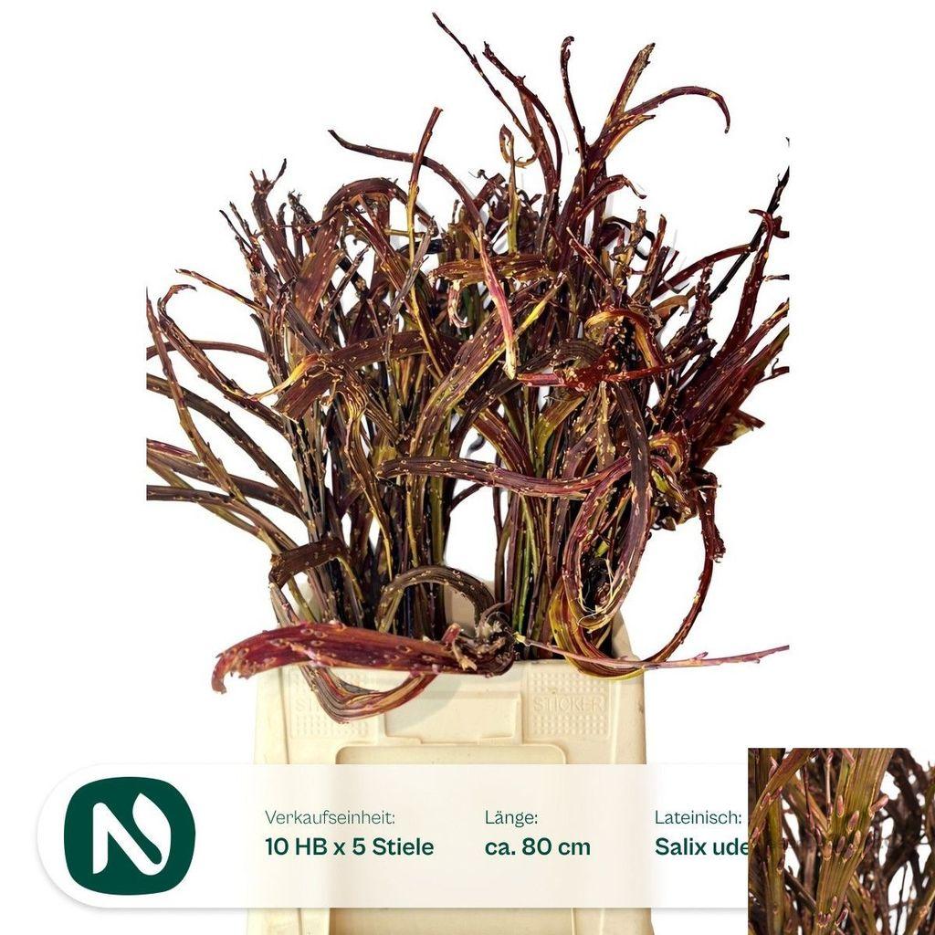 Срезанные цветы оптом Salix bandwilg от 100шт из Голландии с доставкой по России