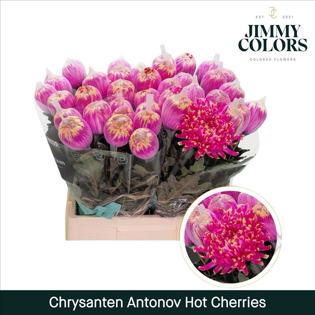 Срезанные цветы оптом Chrys bl paint antonov hot cherries от 40шт из Голландии с доставкой по России