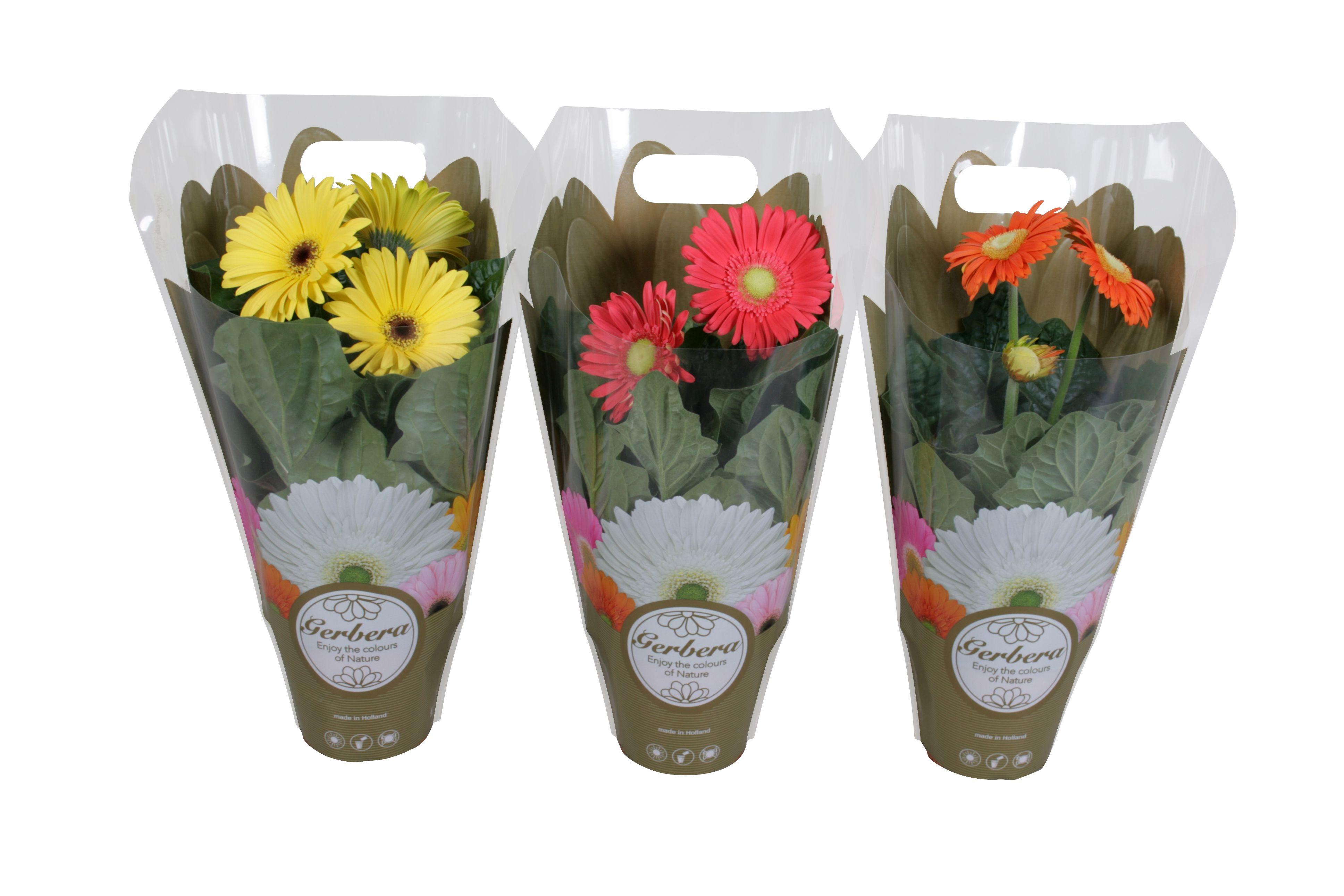 Горшечные цветы и растения оптом Gerbera Mix In Exclusive Carry Bag 2+ от 1шт (для телеги) из Голландии с доставкой по России