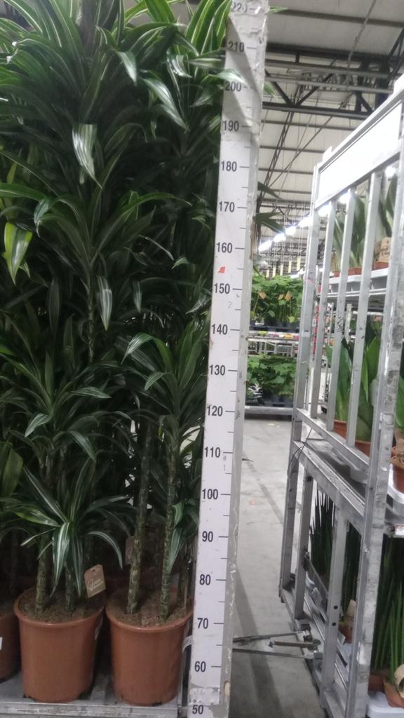 Горшечные цветы и растения оптом Dracaena Fr De ulises от 1шт из Голландии с доставкой по России
