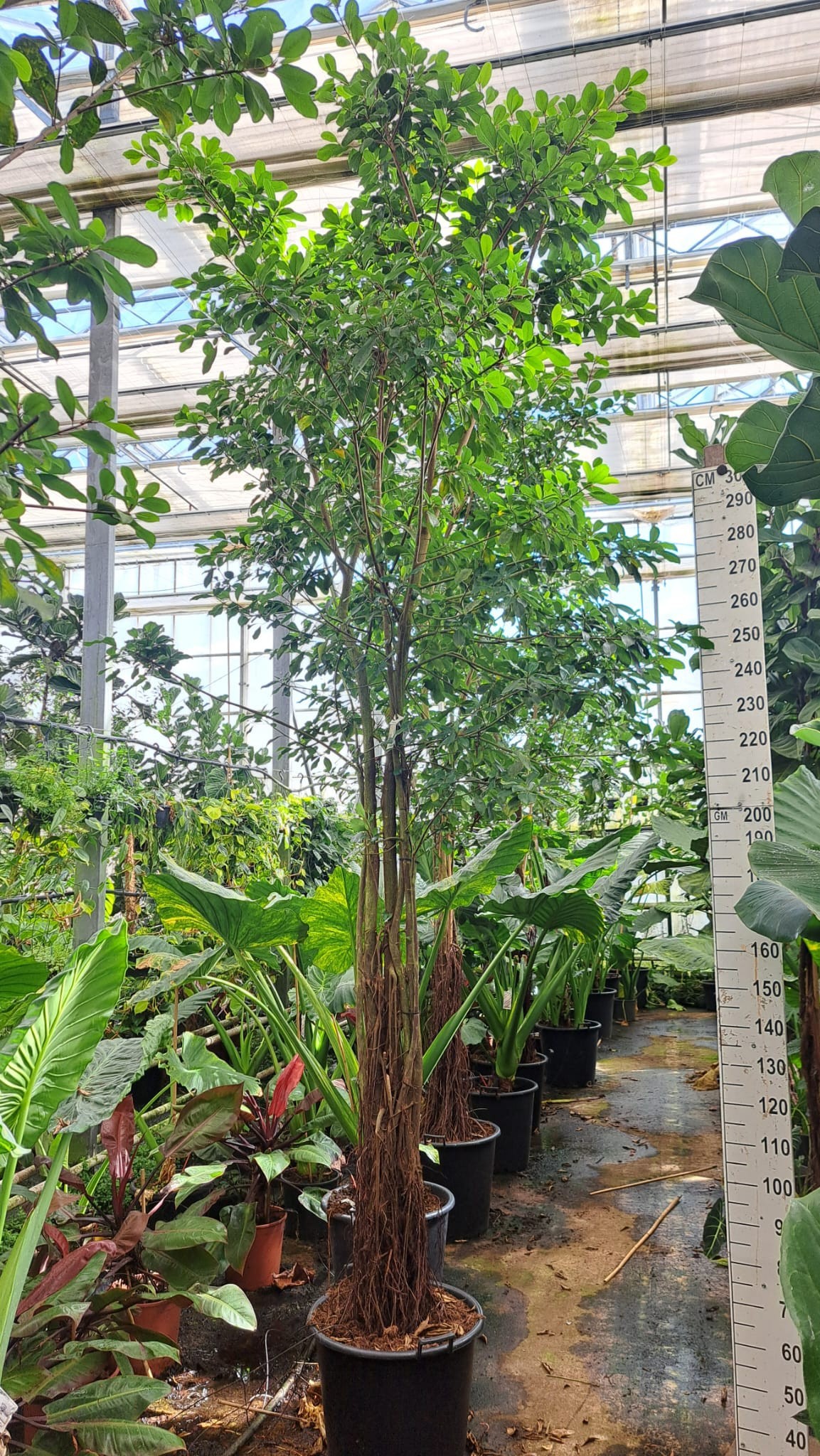 Горшечные цветы и растения оптом Ficus Natalensis Lynn Multistam от 1шт из Голландии с доставкой по России