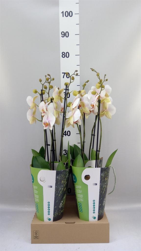 Горшечные цветы и растения оптом Phalaenopsis ...rose от 4шт из Голландии с доставкой по России