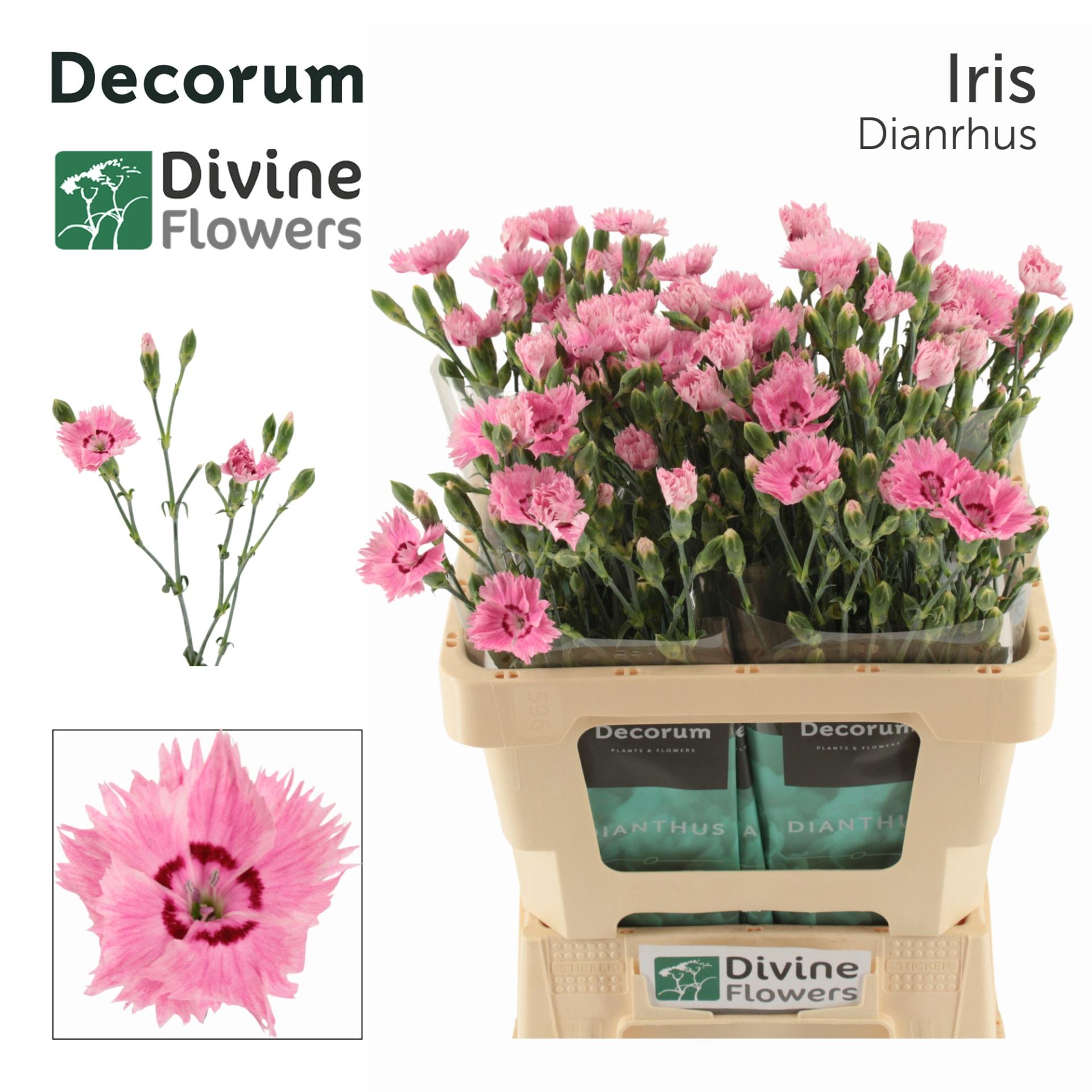 Срезанные цветы оптом Dianthus sp fiorino iris от 60шт из Голландии с доставкой по России