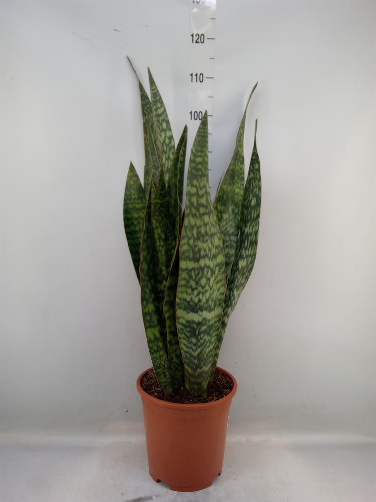 Горшечные цветы и растения оптом Sansevieria Trifa.   ... от 1шт из Голландии с доставкой по России